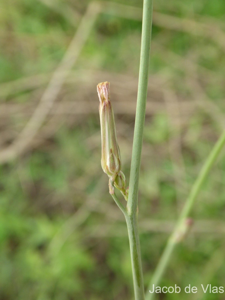 Launaea intybacea (Jacq.) Beauverd